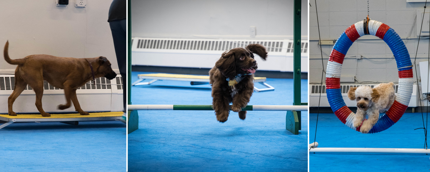 Agility Basics Heavenly Hounds Training