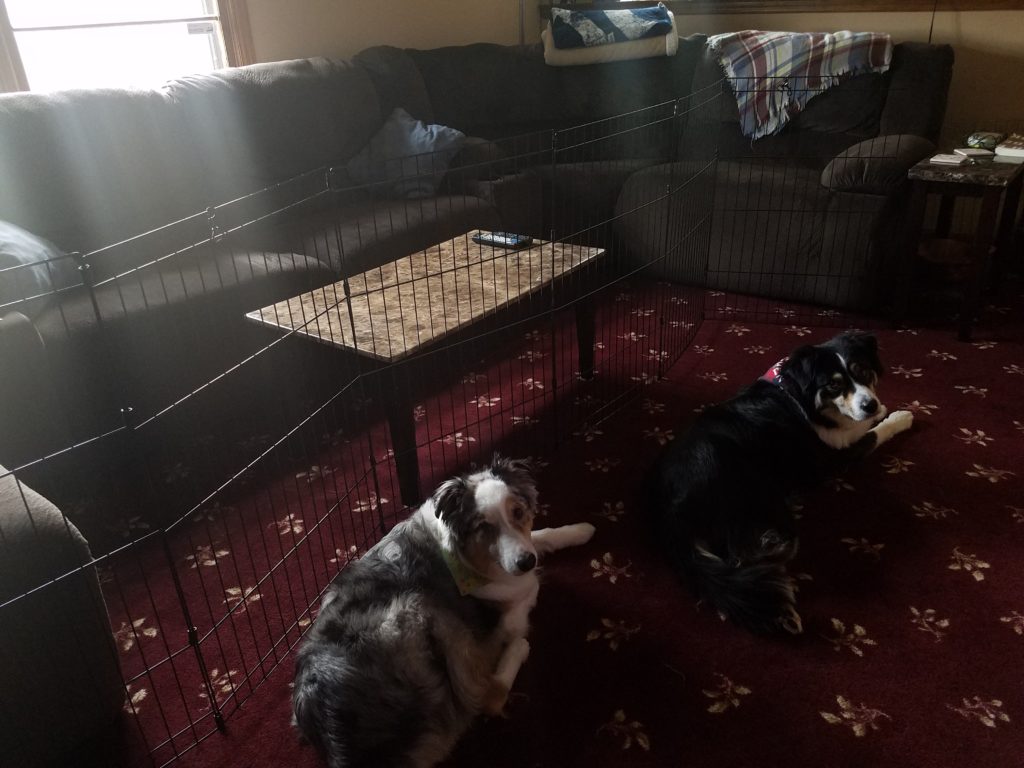 Renegade (left) and Scout (right) in the gated off living room.