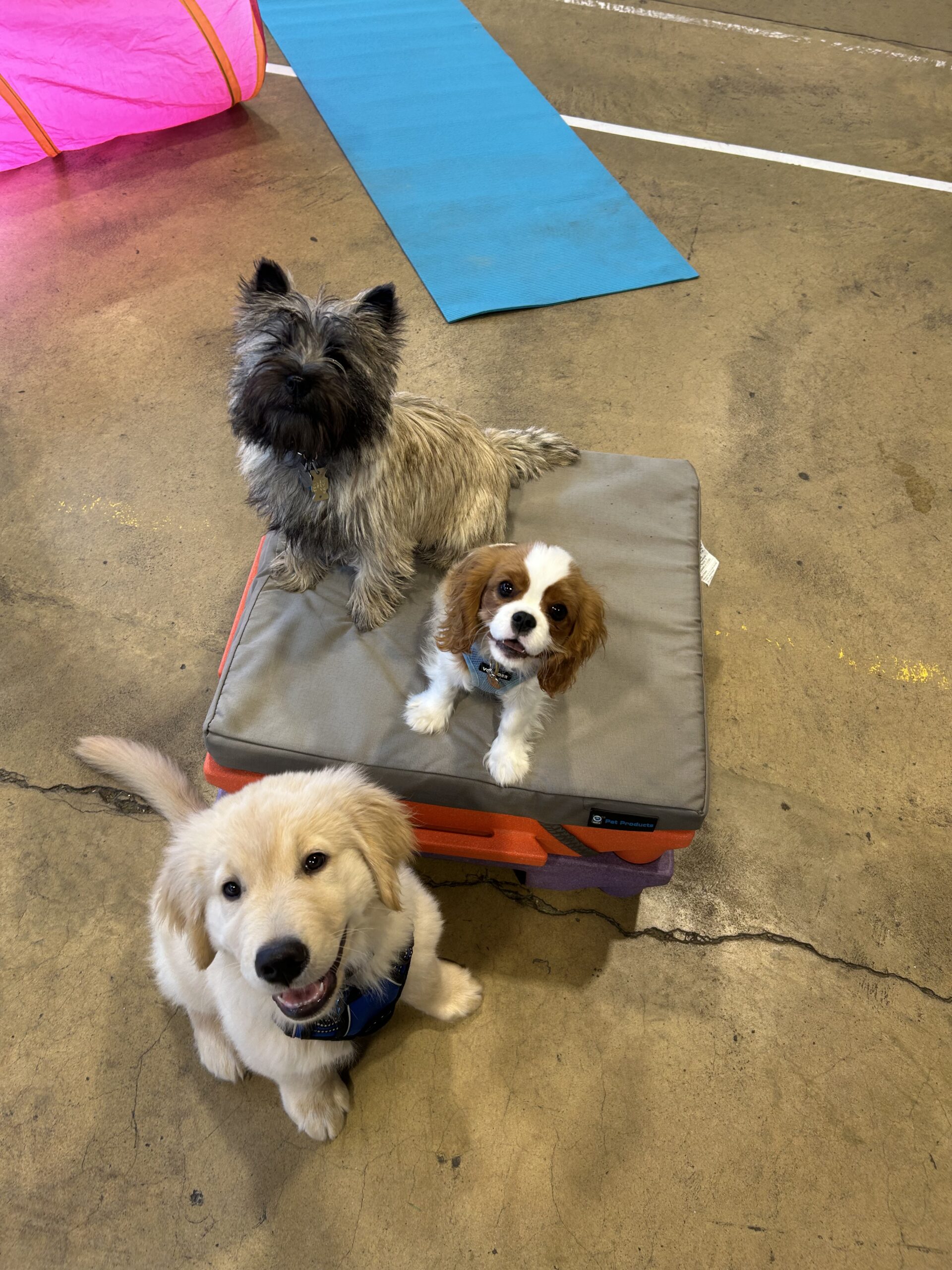 Puppy Socials