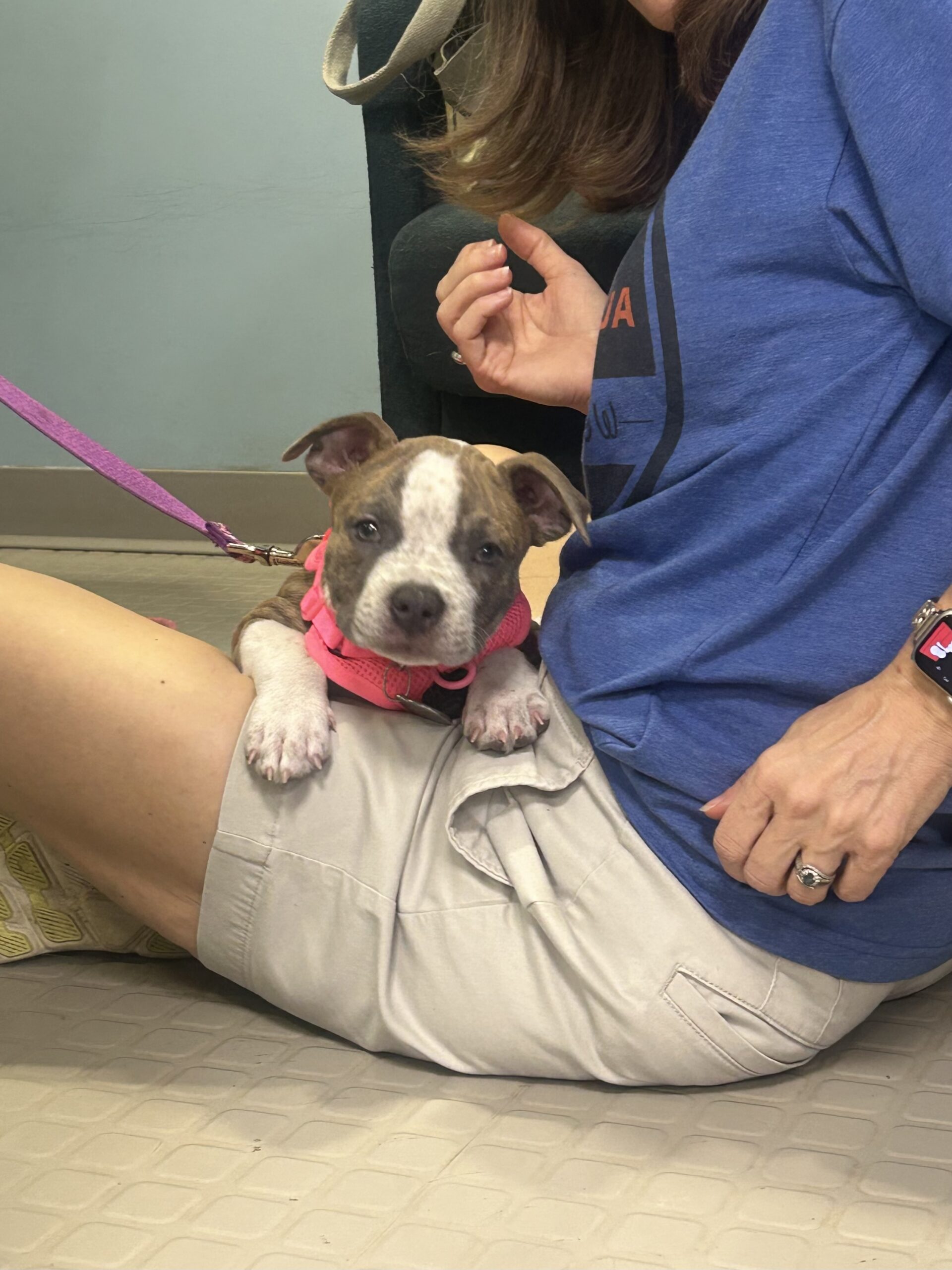 Puppy Class